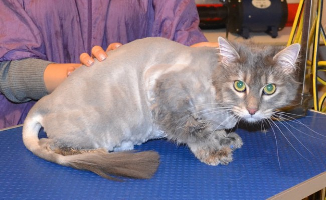 Wolf is a Long Hair Domestic.  He had his fur shaved off, nails clipped, ears cleaned and a wash n blow dry.  Pampered by Kylies Cat Grooming Services Also All Size Dogs.