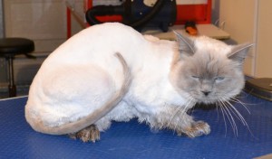 Marshall is a Ragdoll. He had his fur shaved, nails clipped, eyes and eyes cleaned, a wash n blow dry and Blue Softpaw nails caps put on. Pampered by Kylies cat Grooming services Also All Size Dogs.
