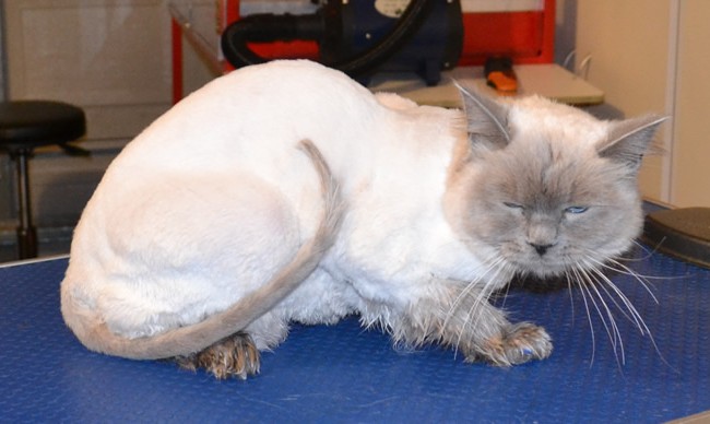Marshall is a Ragdoll. He had his fur shaved, nails clipped, eyes and eyes cleaned, a wash n blow dry and Blue Softpaw nails caps put on.  Pampered by Kylies cat Grooming services Also All Size Dogs.