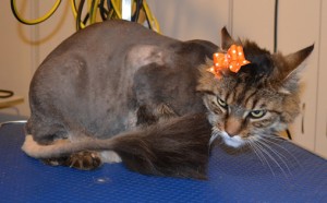 Sheba is a Mainecoon. She had her fur shaved, nails clipped and ears cleaned. Pampered by Kylies cat Grooming services Also All Size Dogs.