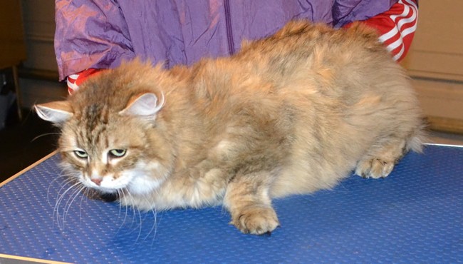 Mia is a Siberian Forest Cat. She had her matted fur shaved off, nails clipped, ears cleaned and a wash n blow dry.  Pampered by Kylies Cat Grooming services Also All Size Dogs.