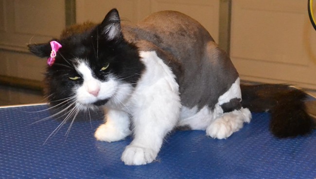 Jessie is a long hair Domestic. She had her matted fur shaved off, nails clipped and her ears cleaned.  Pampered by Kylies cat Grooming services Also All Size Dogs.