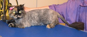 Mertis is a Persian X. She had her matted fur shaved, nails clipped, ears cleaned and Hot Pink Softpaw nail caps. Pampered by Kylies cat Grooming Services Also All Size Dogs.