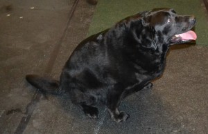 After - Ebony is a Labrador. She had her fur raked, wash n blow dry and her ears cleaned. Look at that black shinny coat of hers. Pampered by Kylies cat Grooming services Also All Size Dogs