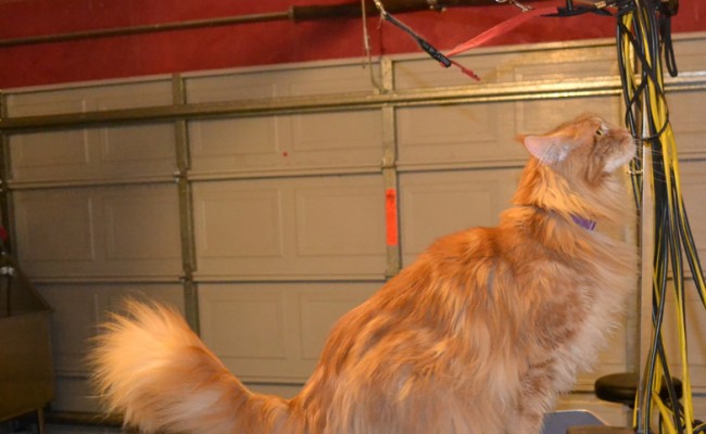Before – Harrison is a 13kg Mainecoon.  He had all his underneath shaved down, nails clipped, ears cleaned, his fur raked and a wash n blow dry.  Pampered by Kylies Cat Grooming Services Also All Size Dogs.