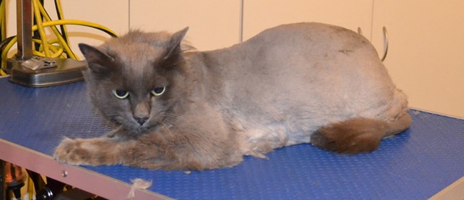 Lakito is a Russian Blue x Domestic. He had his matted fur shaved down, nails clipped and ears cleaned.    Pampered by Kylies Cat Grooming services Also All Size Dogs.