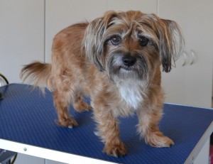 Shaggy is a Maltese x Australian Terrier. He had his fur clipped, nails clipped, ears and eyes cleaned and a wash n blow dry. Pampered by Kylies cat Grooming services Also All Size Dogs.