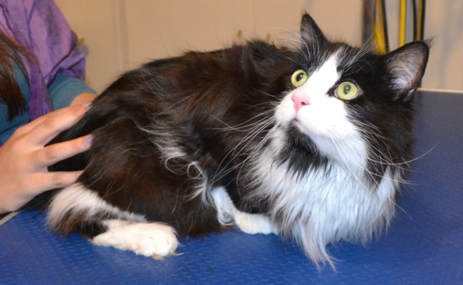 Bell (male cat) is a Medium Hair Domestic. He had his fur shaved, nails clipped and ears cleaned. Pampered by Kylies Cat Grooming Services Also All Size Dogs.