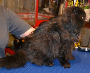 Fluffy is a 14 yr old Persian. He had his matted fur shaved off, nails clipped, ears cleaned and a wash n blow dry. Pampered by Kylies cat Grooming services Also All Size Dogs.