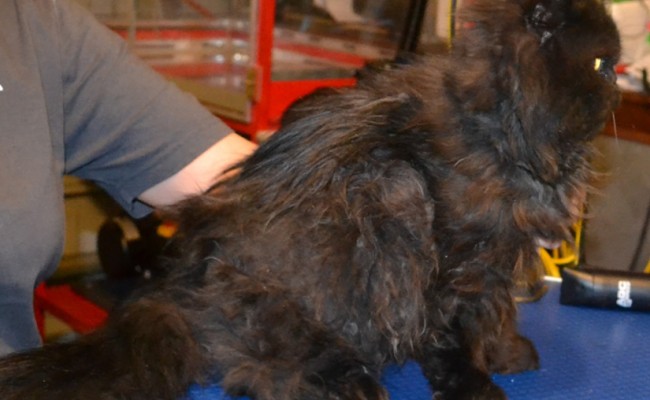 Fluffy is a 14 yr old Persian.  He had his matted fur shaved off, nails clipped, ears cleaned and a wash n blow dry.  Pampered by Kylies cat Grooming services Also All Size Dogs.