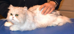 Baby is a Chinchilla Persian. He had his matted fur shaved down, nails clipped, ears cleaned, wash n blow dry and a full set of Glitter Blue Softpaw nails caps. Pampered by Kylies Cat Grooming Services Also All Size Dogs.