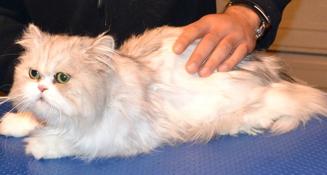 Baby is a Chinchilla Persian. He had his matted fur shaved down, nails clipped, ears cleaned, wash n blow dry and a full set of Glitter Blue Softpaw nails caps.  Pampered by Kylies Cat Grooming Services Also All Size Dogs.