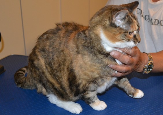 Tess is a Short hair Domestic. She had her matted fur shaved off, nails clipped, ears cleaned, a wash n blow dry and Orange Softpaw nails caps. Pampered by Kylies cat Grooming Services Also All Size Dogs.