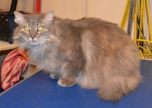 Button is a Long hair Domestic. She had her fur shaved down, nails clipped, ears cleaned and a wash n blow dry. Pampered by Kylies Cat Grooming services Also All Size Dogs.
