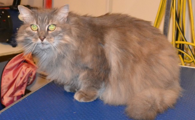 Button is a Long hair Domestic. She had her fur shaved down, nails clipped, ears cleaned and a wash n blow dry.    Pampered by Kylies Cat Grooming services Also All Size Dogs.