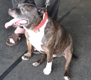 Rex is a 10 yr old English Staffy. He had a brush, a wash n blow dry, his nails clipped and ears cleaned. Pampered by Kylies cat Grooming services Also All Size Dogs.