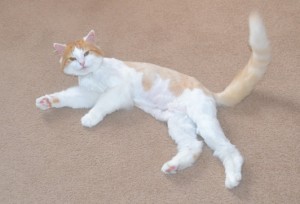 Avril is a Medium Hair Ginger. She had her fur shaved down, nails clipped and ears cleaned. She was a house call to a lovely elderly couple in a local retirement village. Very well behaved cat too. Pampered by Kylies Cat Grooming services Also All Size Dogs.