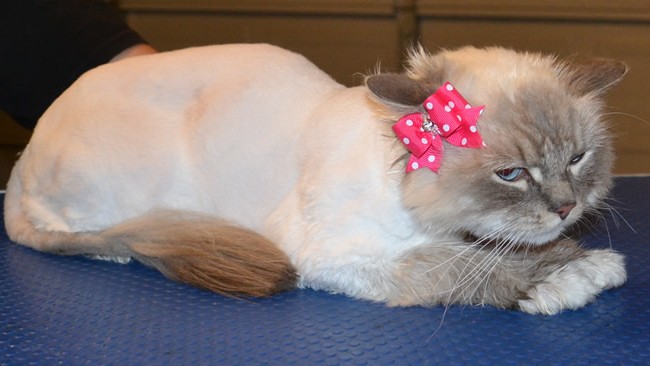 Nikki is a Ragdoll.  She had her fur shaved down, nails clipped, a wash n blow dry and her ears cleaned.  Pampered by Kylies cat Grooming services Also All Size Dogs.