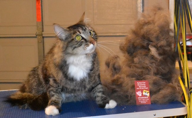 Sox is a Medium hair Domestic. he had his fur raked, nails clipped, ears cleaned and a wash n blow dry.   Pampered by Kylies cat Grooming services Also All Size Dogs