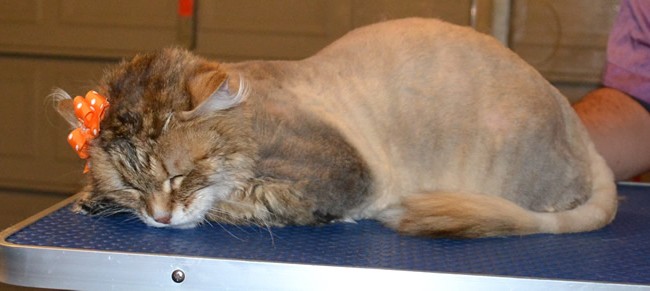 Mia is a Siberian Forest Cat. She had her matted fur shaved off, nails clipped, ears cleaned and a wash n blow dry.  Pampered by Kylies Cat Grooming services Also All Size Dogs.