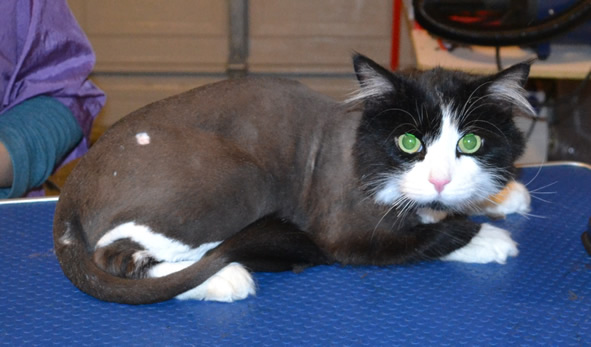 Bell (male cat) is a Medium Hair Domestic. He had his fur shaved, nails clipped and ears cleaned. Pampered by Kylies Cat Grooming Services Also All Size Dogs.