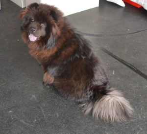 Before - Chico is a 9 month old Chow Chow. She had her fur raked, nails clipped , ears cleaned and a wash n blow dry. Pampered by Kylies Cat Grooming Services Also All Size Dogs.