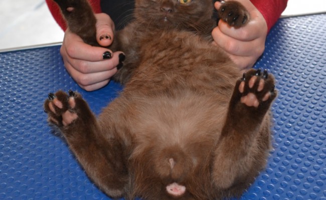 Bernardo is a 3 month old Chocolate British Short hair. He is wearing a Full set of Black Softpaw nail caps.   Pampered by Kylies Cat Grooming services Also All Size Dogs.