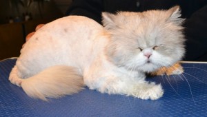 Baby is a Chinchilla Persian. He had his matted fur shaved down, nails clipped, ears cleaned, wash n blow dry and a full set of Glitter Blue Softpaw nails caps. Pampered by Kylies Cat Grooming Services Also All Size Dogs.