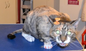 Tess is a Short hair Domestic. She had her matted fur shaved off, nails clipped, ears cleaned, a wash n blow dry and Orange Softpaw nails caps. Pampered by Kylies cat Grooming Services Also All Size Dogs.