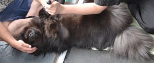 Chico is a 9 month old Chow Chow. She had her fur raked, nails clipped , ears cleaned and a wash n blow dry. Pampered by Kylies Cat Grooming Services Also All Size Dogs.
