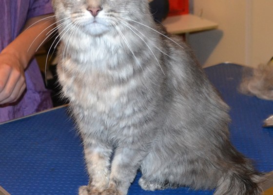 Shelby is a Medium hair Domestic. The client had just only adopted him less than 24 hours before his groom. He had a quick brush, nails clipped, ears cleaned and a wash n blow dry.  Pampered by Kylies Cat Grooming Services Also All Size Dogs.