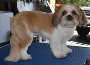 Yuki is a Shih Tzu. He had a comb clip, nails clipped, ears and eyes cleaned and a wash n blow dry. Pampered by Kylies cat Grooming services Also All Size Dogs.
