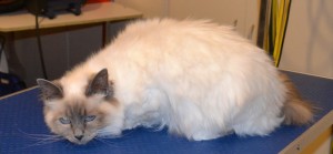 Boo is a Birman. She had her fur shaved, nails clipped and ears cleaned. Pampered by Kylies Cat Grooming Services Also All Size Dogs.