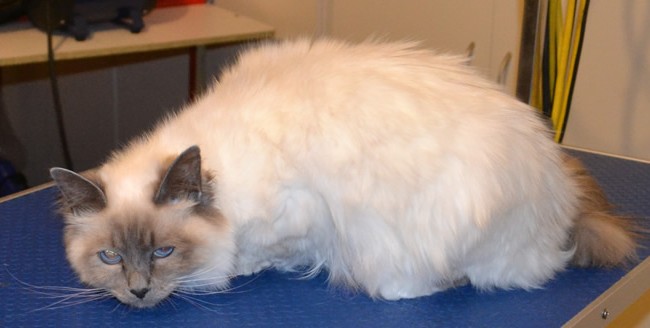 Boo is a Birman. She had her fur shaved, nails clipped and ears cleaned. Pampered by Kylies Cat Grooming Services Also All Size Dogs.