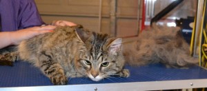 Dexter is a Bengal x Tabby. He had his fur raked, nails clipped, ears cleaned and a wash n blow dry. Pampered by Kylies cat Grooming services Also All Size Dogs.