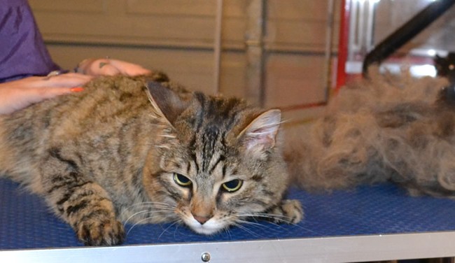 Dexter is a Bengal x Tabby. He had his fur raked, nails clipped, ears cleaned and a wash n blow dry.  Pampered by Kylies cat Grooming services Also All Size Dogs.