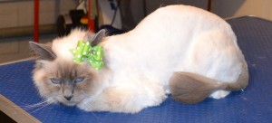 Boo is a Birman. She had her fur shaved, nails clipped and ears cleaned. Pampered by Kylies Cat Grooming Services Also All Size Dogs.