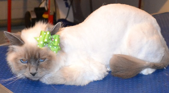 Boo is a Birman. She had her fur shaved, nails clipped and ears cleaned. Pampered by Kylies Cat Grooming Services Also All Size Dogs.