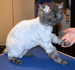 Hinchley is a Persian x. He had his fur shaved down, nails clipped, ears and eyes cleaned and a wash n blow dry. Pampered by Kylies cat Grooming services Also All Size Dogs.