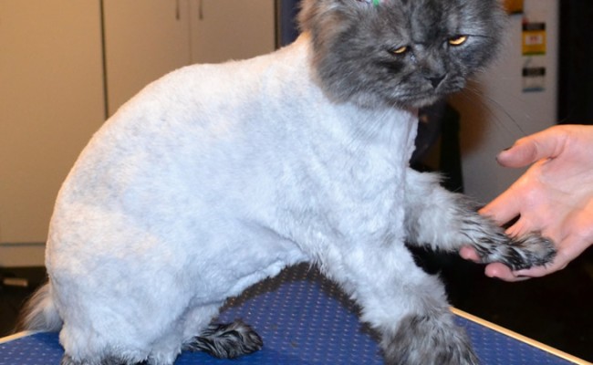Hinchley is a Persian x.  He had his fur shaved down, nails clipped, ears and eyes cleaned and a wash n blow dry.  Pampered by Kylies cat Grooming services Also All Size Dogs.