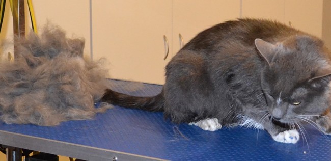 Mulligan is a Short hair Domestic.  He had his nails clipped, fur raked, ears cleaned a wash n blow dry and Front Glitter Blue Softpaw nails caps.  Pampered by Kylies cat Grooming services Also All Size Dogs.