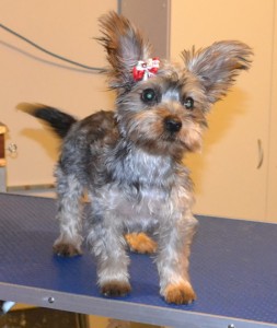Monroe is a 17 week old Silky Terrier. He had a wash n blow dry, a comb clip, nails clipped and his ears cleaned. This was his very 1st groom. Pampered by Kylies cat Grooming services Also All Size Dogs.