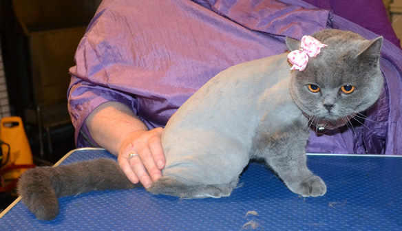 Mystique is a British Short Hair.  She has her fur shaved down, nails clipped and ears cleaned.  Pampered by Kylies Cat Grooming services Also All Size Dogs.