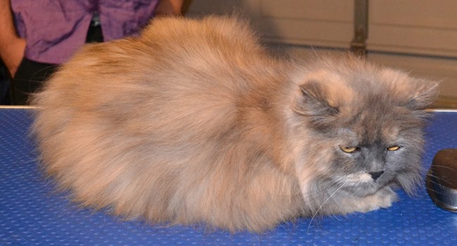 Pazuzu is a Persian. She had a medium comb clip, nails clipped and her ears cleaned.  Pampered by Kylies Cat Grooming Services Also All Size Dogs.