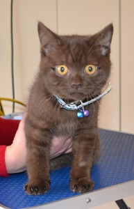 Bernardo is a 3 month old Chocolate British Short hair. He is wearing a Full set of Black Softpaw nail caps. Pampered by Kylies Cat Grooming services Also All Size Dogs.