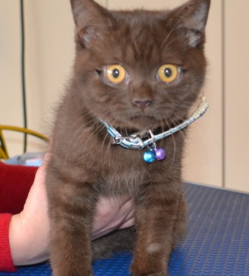Bernardo is a 3 month old Chocolate British Short hair. He is wearing a Full set of Black Softpaw nail caps.   Pampered by Kylies Cat Grooming services Also All Size Dogs.
