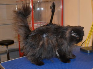 Coco is a Persian. She had her mattes fur clipped off and the rest of her fur clipped down, nails clipped, ears and eyes cleaned and a wash n blow dry. Pampered by Kylies Cat Grooming Services Also All Size Dogs.