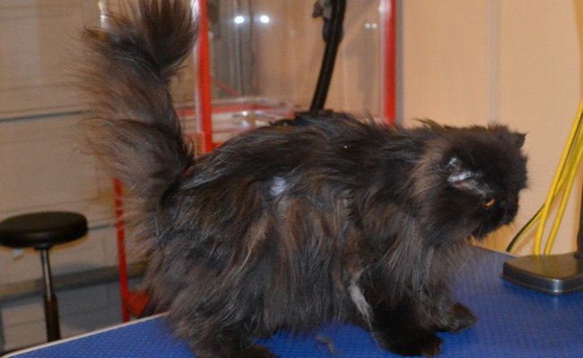 Coco is a Persian. She had her mattes fur clipped off and the rest of her fur clipped down, nails clipped, ears and eyes cleaned and a wash n blow dry.  Pampered by Kylies Cat Grooming Services Also All Size Dogs.