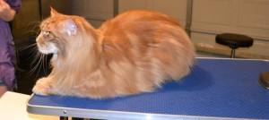 After - Harrison is a 13kg Mainecoon. He had all his underneath shaved down, nails clipped, ears cleaned, his fur raked and a wash n blow dry. Pampered by Kylies Cat Grooming Services Also All Size Dogs