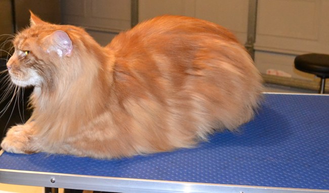 After – Harrison is a 13kg Mainecoon.  He had all his underneath shaved down, nails clipped, ears cleaned, his fur raked and a wash n blow dry.  Pampered by Kylies Cat Grooming Services Also All Size Dogs.
